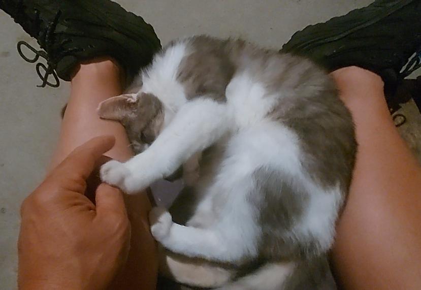 Enlarge Winston, an adopted Domestic Short Hair in Moorestown, NJ image 2/5