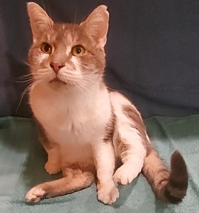 Winston, adopted, Adult Male Domestic Short Hair.