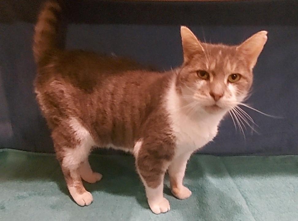 Enlarge Winston, an adopted Domestic Short Hair in Moorestown, NJ image 4/5