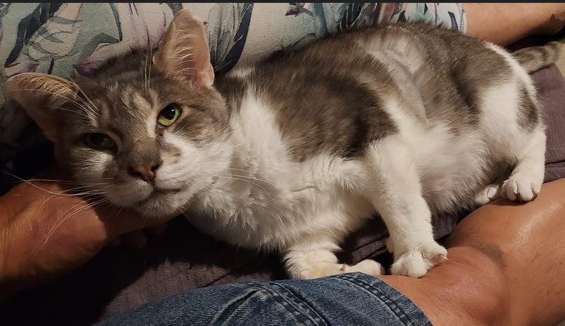 Enlarge Winston, an adopted Domestic Short Hair in Moorestown, NJ image 5/5