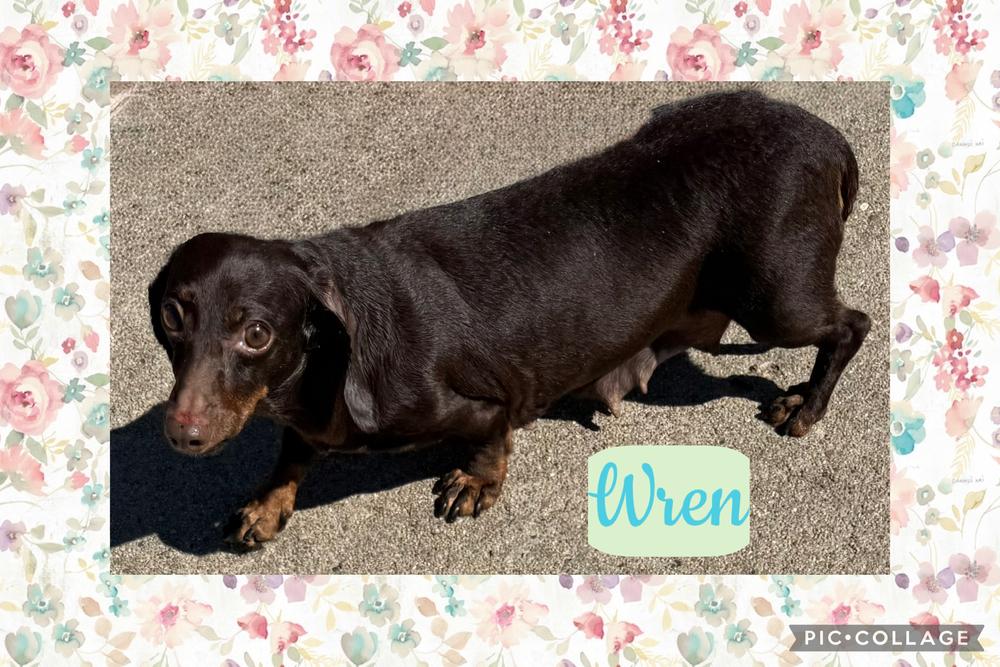 Dachshund: Wren, a Adoptable Dachshund in Omaha, NE image 1/4