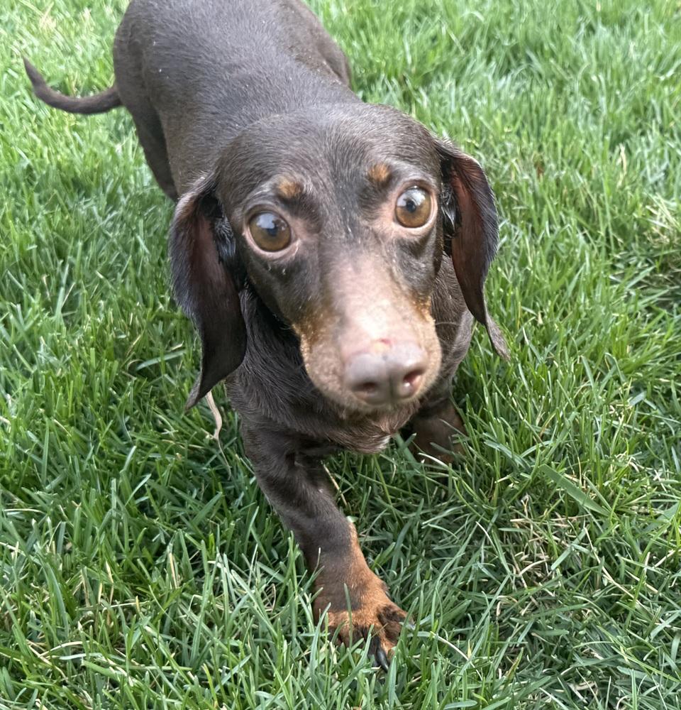 Dachshund: Wren, a Adoptable Dachshund in Omaha, NE image 2/4