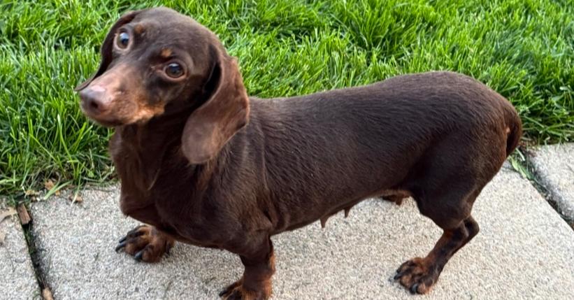 Dachshund: Wren, a Adoptable Dachshund in Omaha, NE image 3/4
