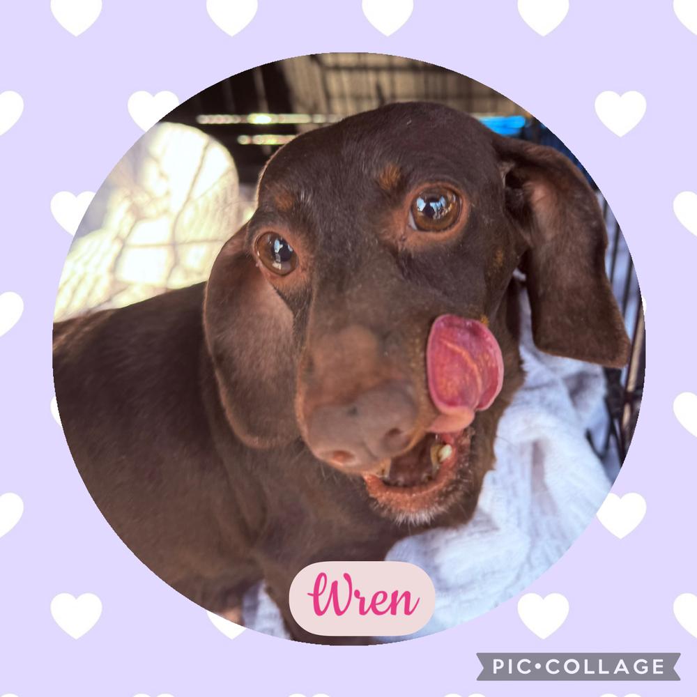 Dachshund: Wren, a Adoptable Dachshund in Omaha, NE image 4/4