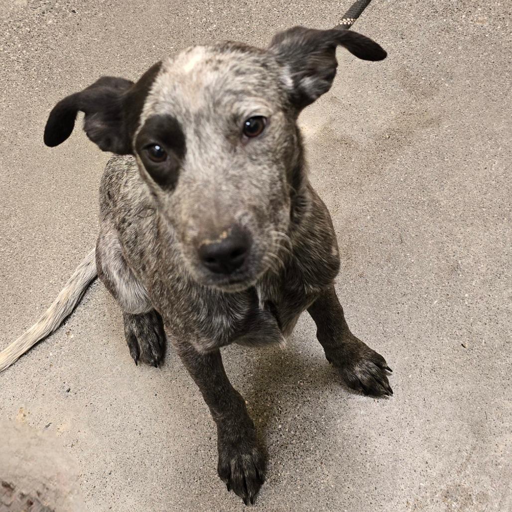 Enlarge Oreo, a Adoptable mixed breed in Madisonville, TN image 1/4