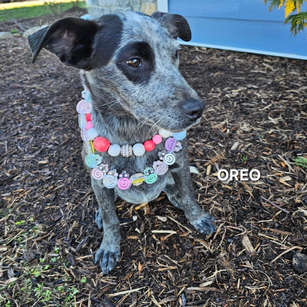 Enlarge Oreo, a Adoptable mixed breed in Madisonville, TN image 2/4