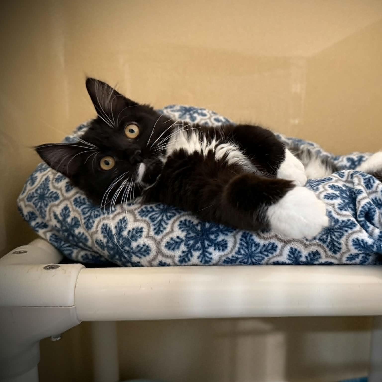 Enlarge Euphoria, an adopted mixed breed in Penn Yan, NY image 5/6