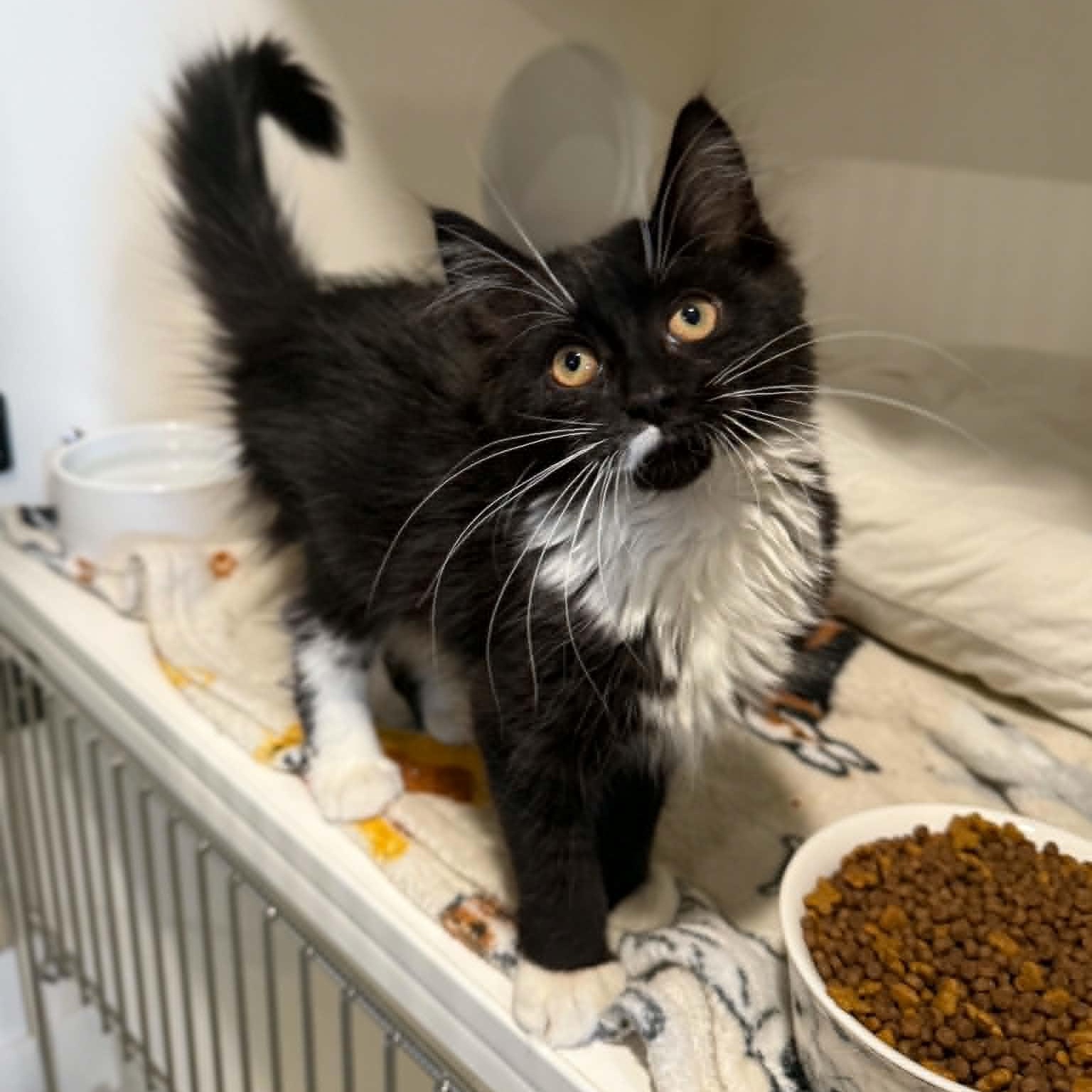 Euphoria, ADOPTABLE, Kitten Female Domestic Long Hair & Maine Coon.