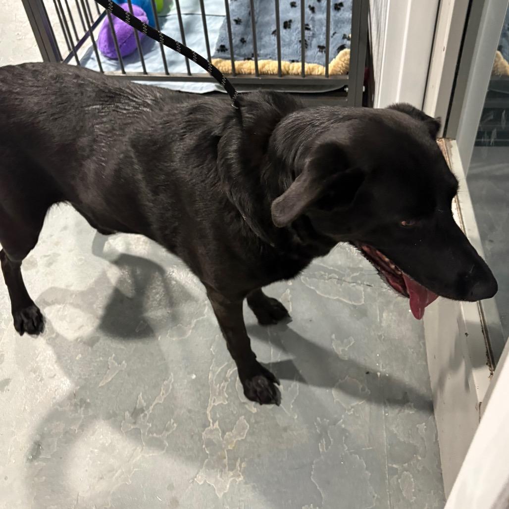 Nova, an adopted Black Labrador Retriever in Crookston, MN image 2/2