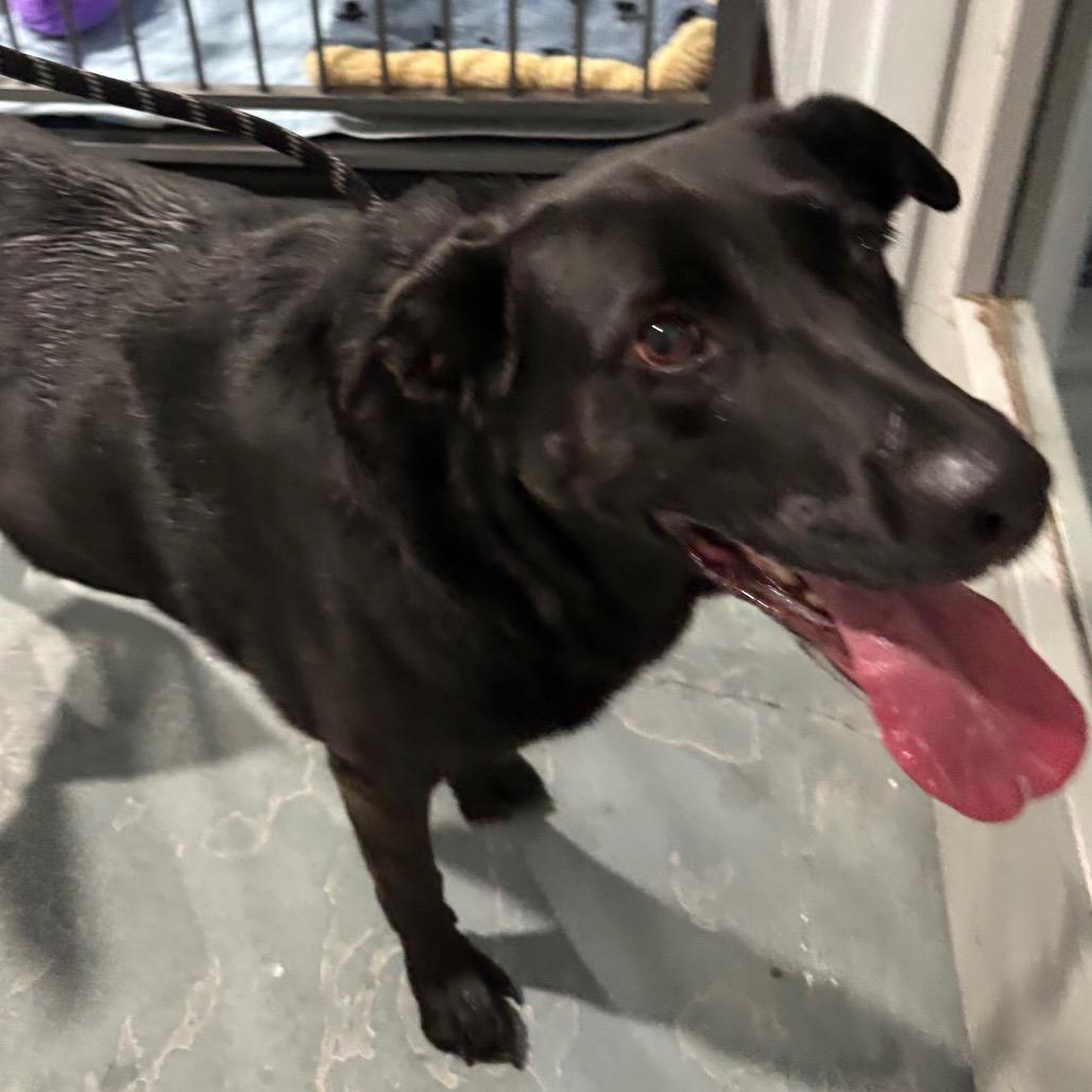 Nova, adopted, Adult Female Black Labrador Retriever.
