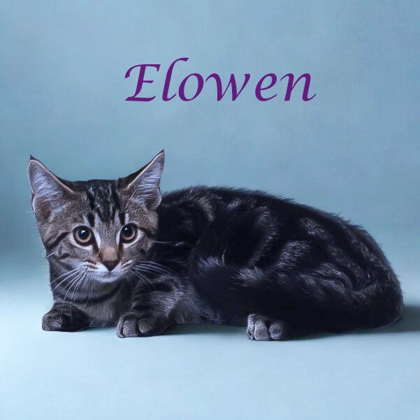 Elowen C25-272, Adoptable, Young Female Domestic Short Hair.