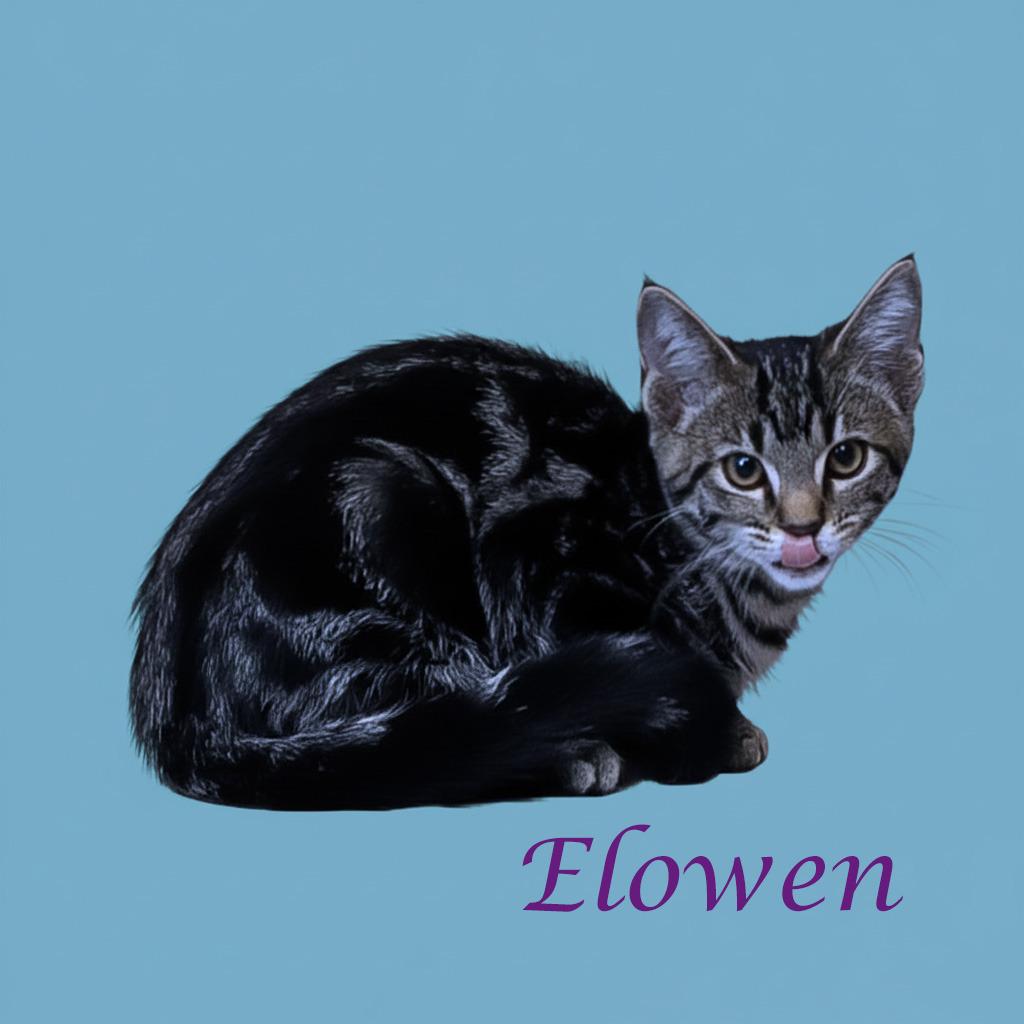 Elowen C25-272, a Adoptable Domestic Short Hair in Lebanon, TN image 3/4