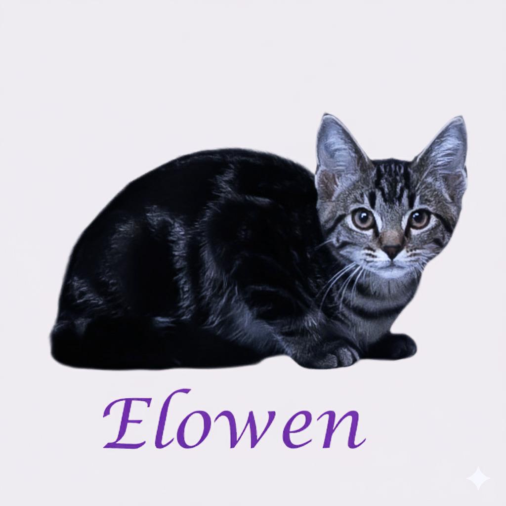 Elowen C25-272, a Adoptable Domestic Short Hair in Lebanon, TN image 4/4