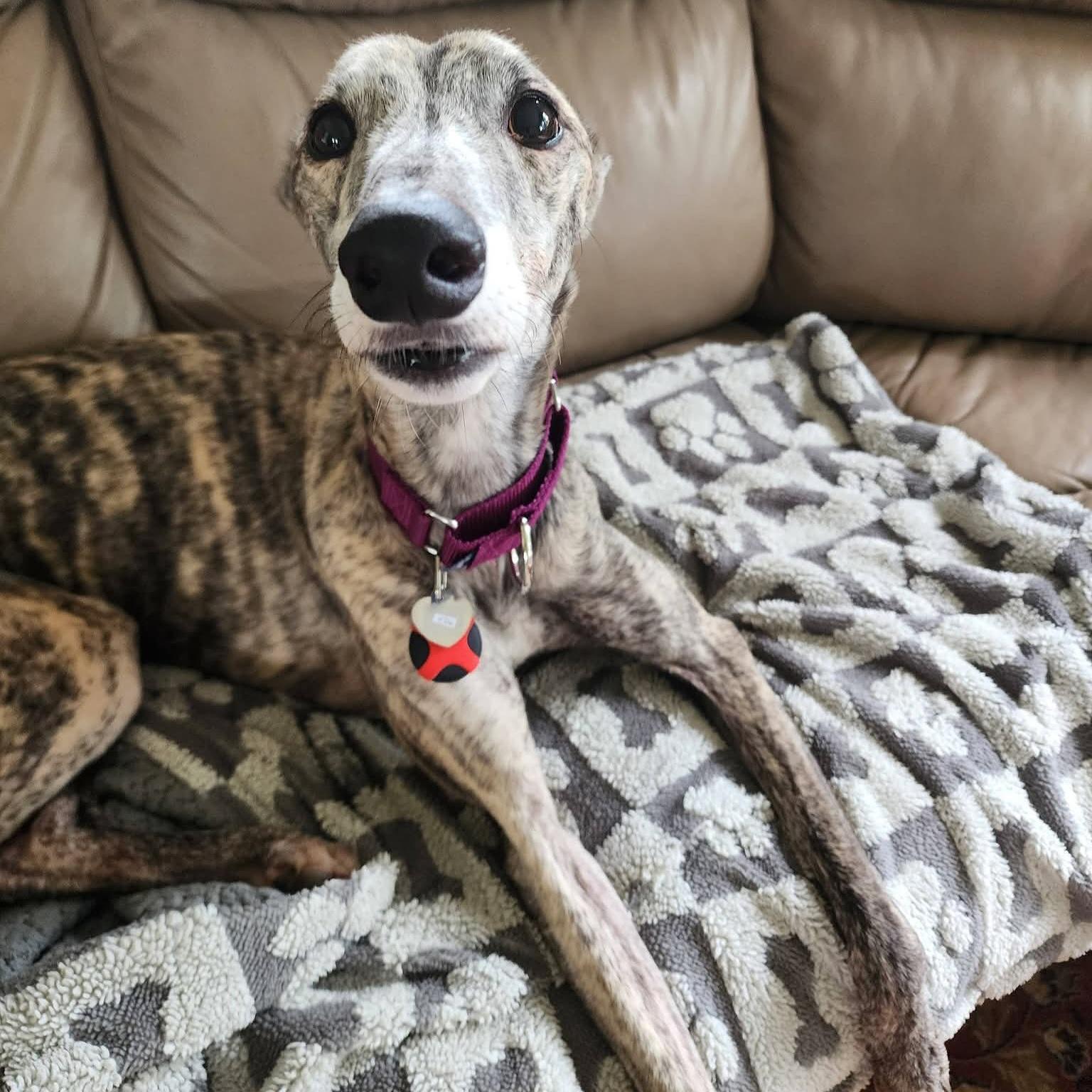 Enlarge Simone, a Adoptable Greyhound in Tarpon Springs, FL image 1/6