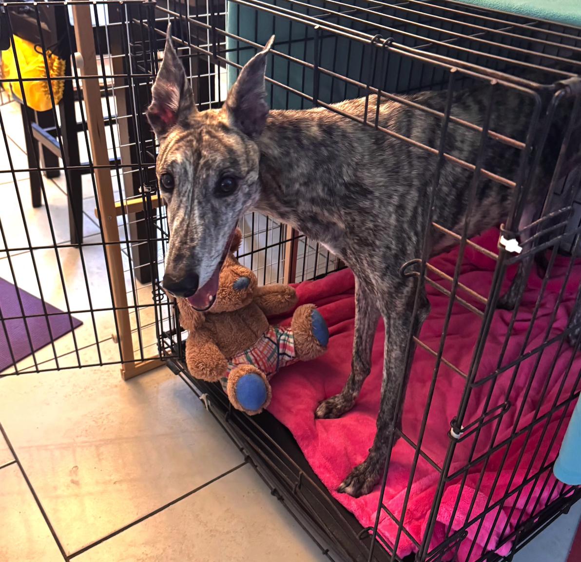 Enlarge Simone, a Adoptable Greyhound in Tarpon Springs, FL image 2/6