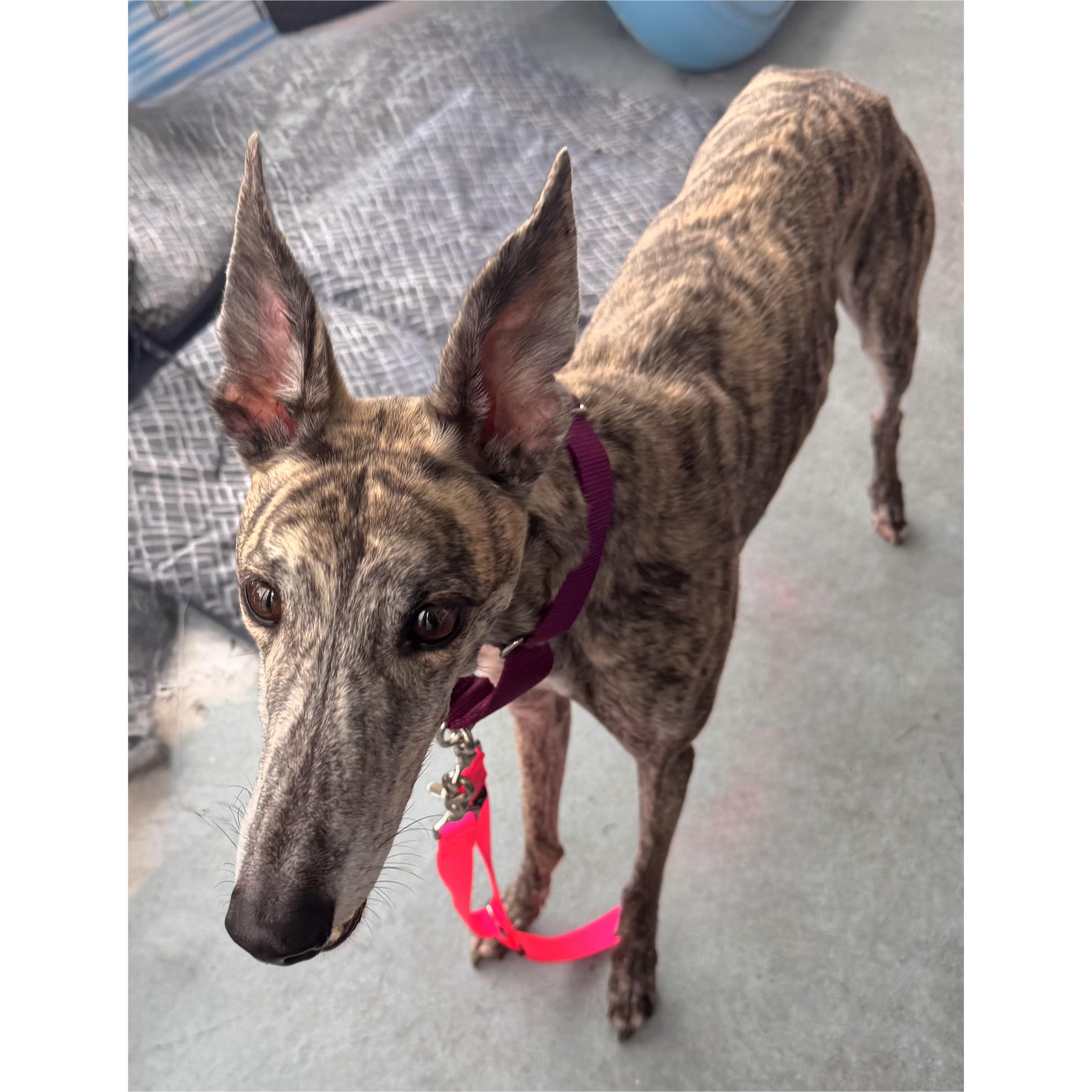 Enlarge Simone, a Adoptable Greyhound in Tarpon Springs, FL image 3/6