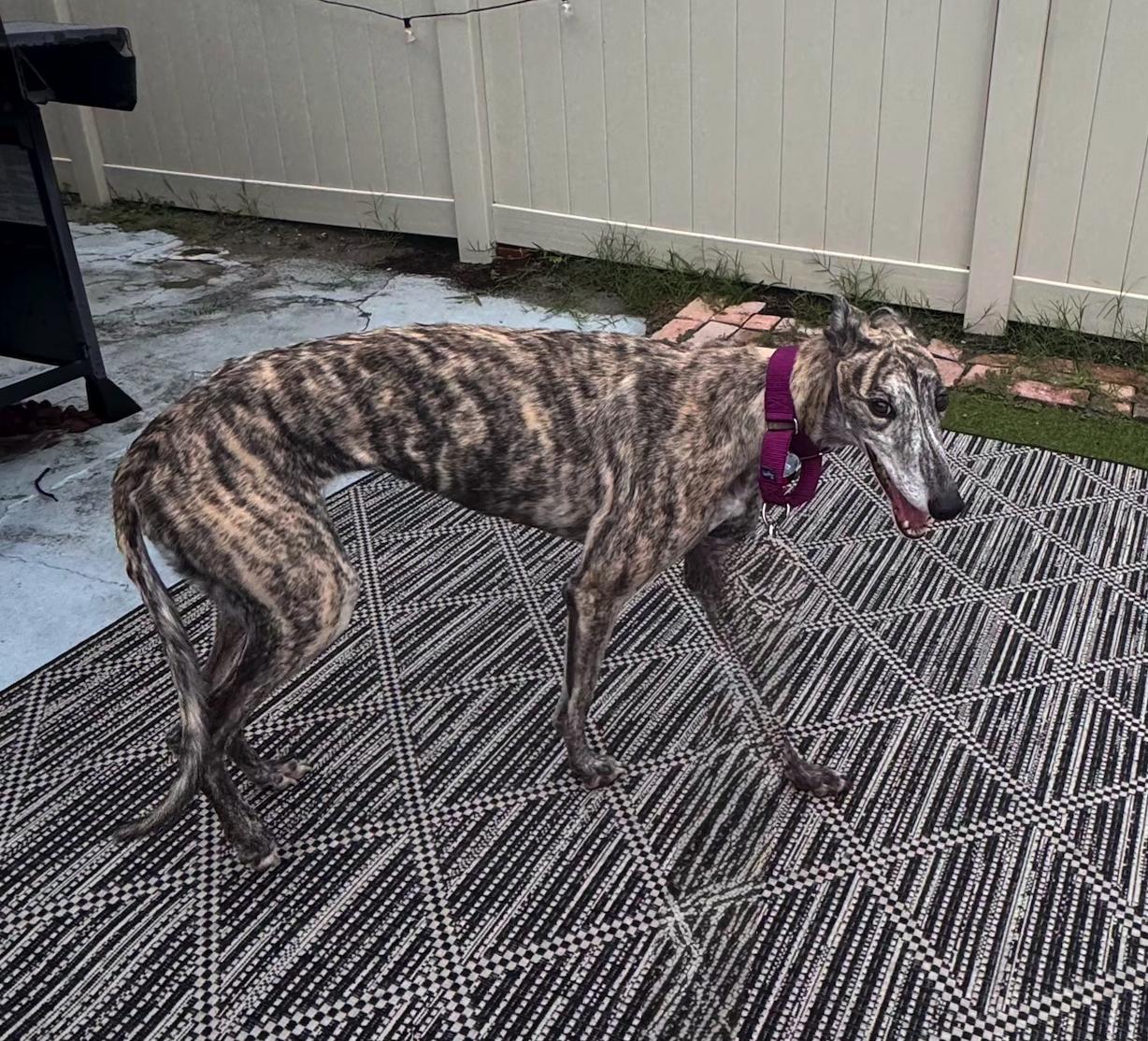 Enlarge Simone, a Adoptable Greyhound in Tarpon Springs, FL image 4/6
