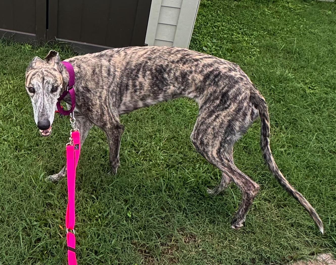 Enlarge Simone, a Adoptable Greyhound in Tarpon Springs, FL image 5/6