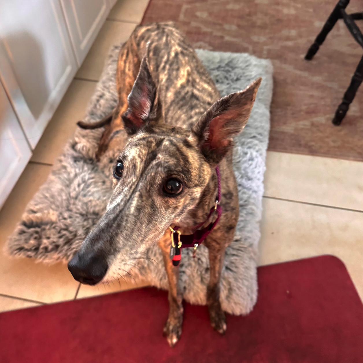 Enlarge Simone, a Adoptable Greyhound in Tarpon Springs, FL image 6/6