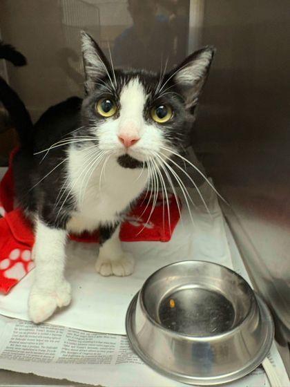 Purina, a Adoptable Domestic Short Hair in North Miami Beach, FL image 1/2