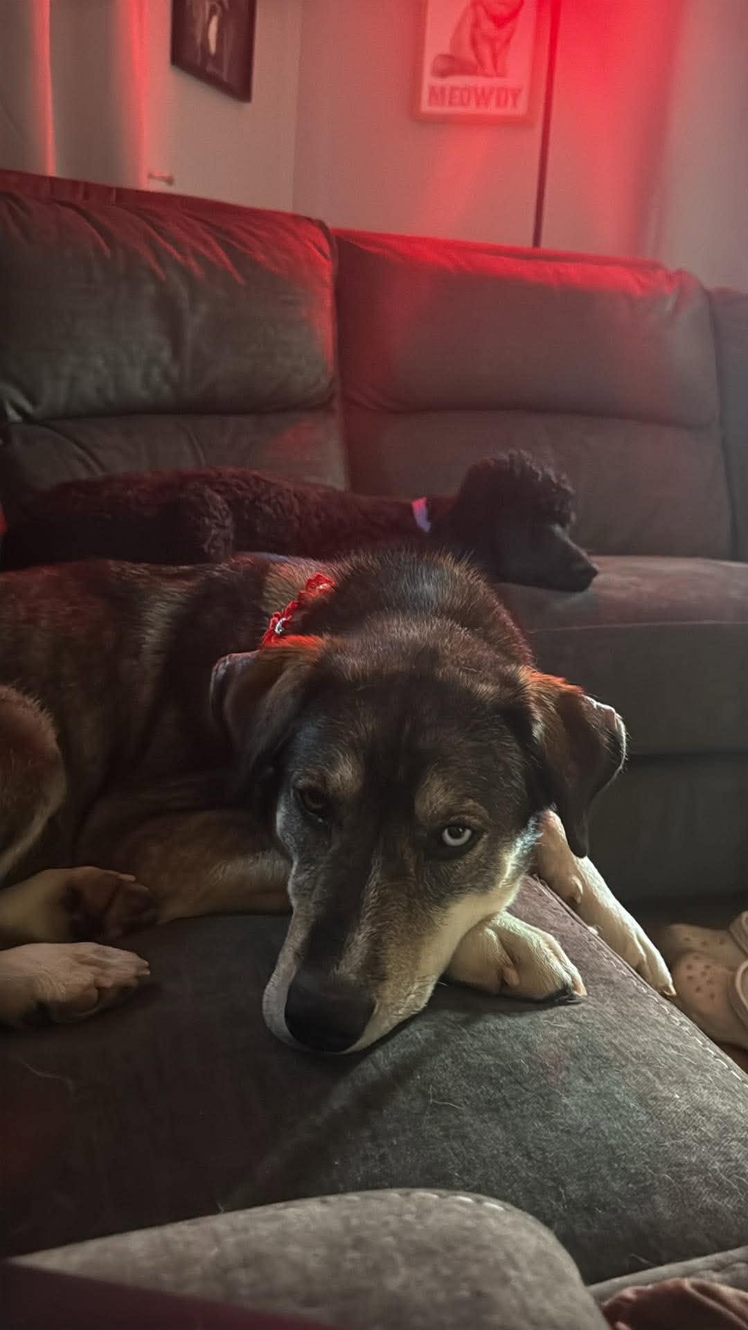 Rizzy, Adoptable, Adult Female Shepherd.