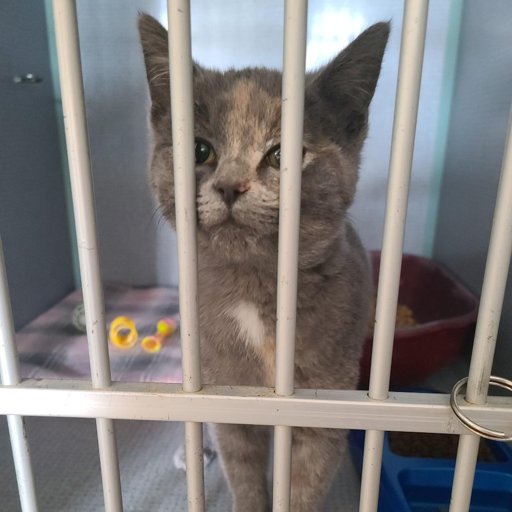 Enlarge Daria, a Adoptable Domestic Short Hair in Russellville, KY image 1/1