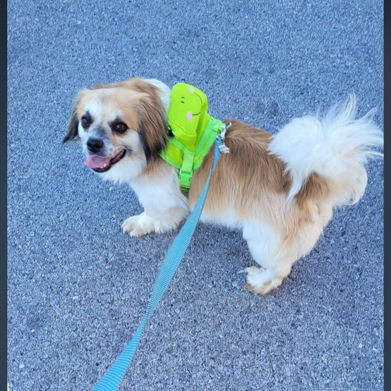Enlarge 2158 Snookie, a ADOPTABLE mixed breed in Springfield, MO image 2/3