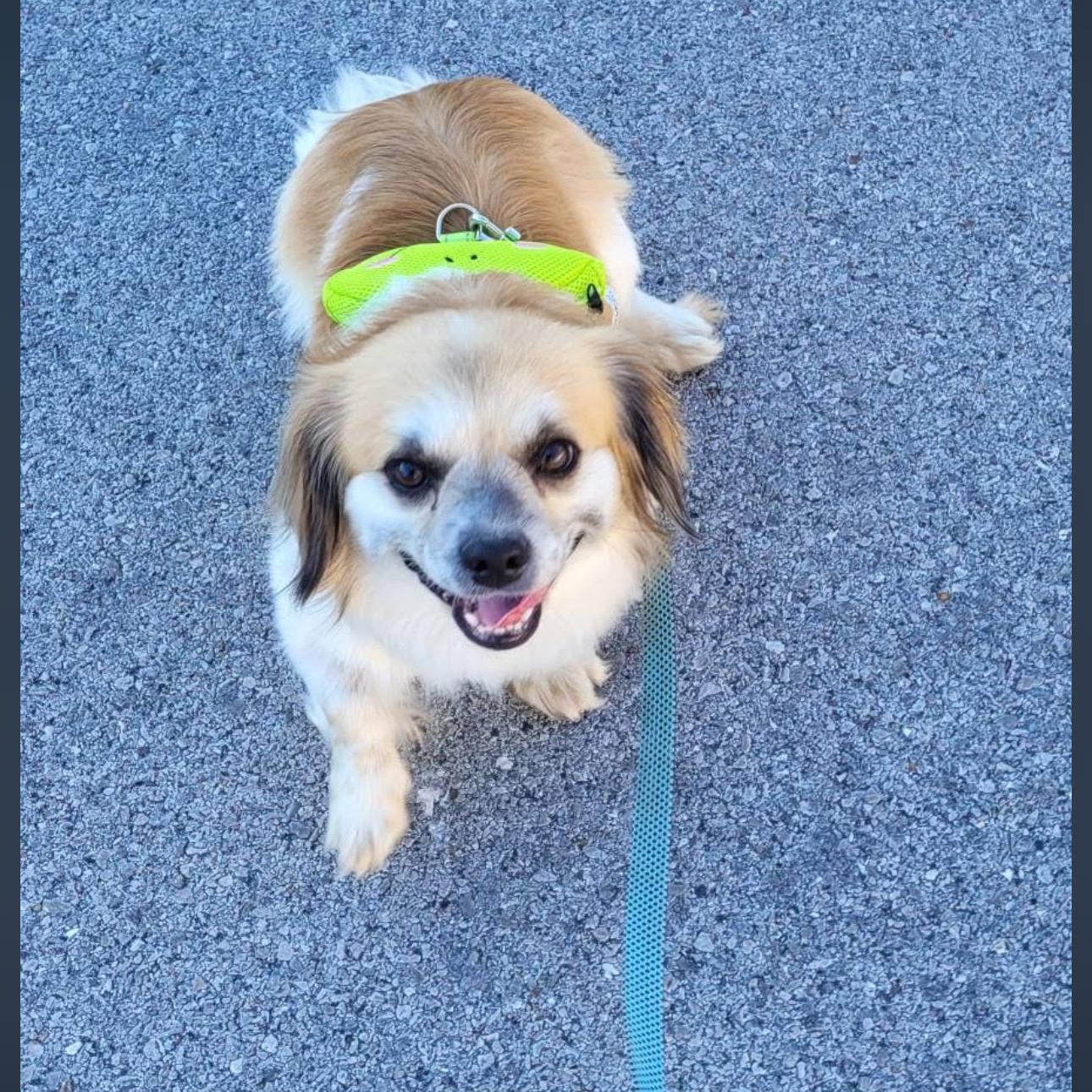 Enlarge 2158 Snookie, a ADOPTABLE mixed breed in Springfield, MO image 1/3