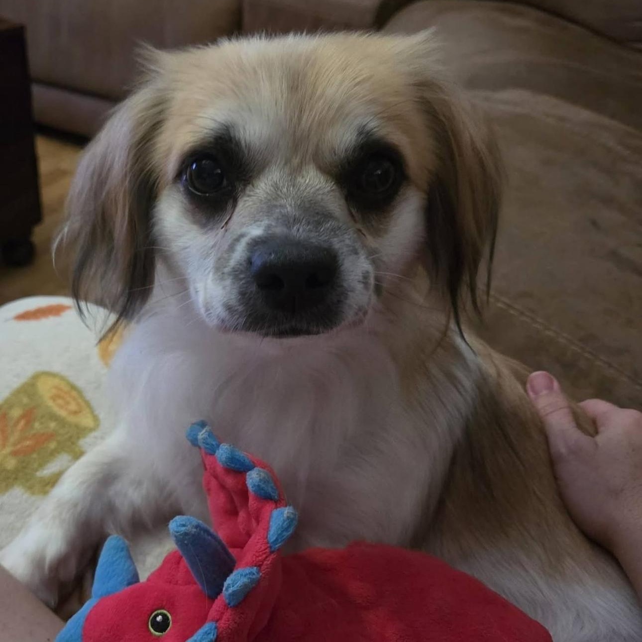 Enlarge 2158 Snookie, a ADOPTABLE mixed breed in Springfield, MO image 3/3