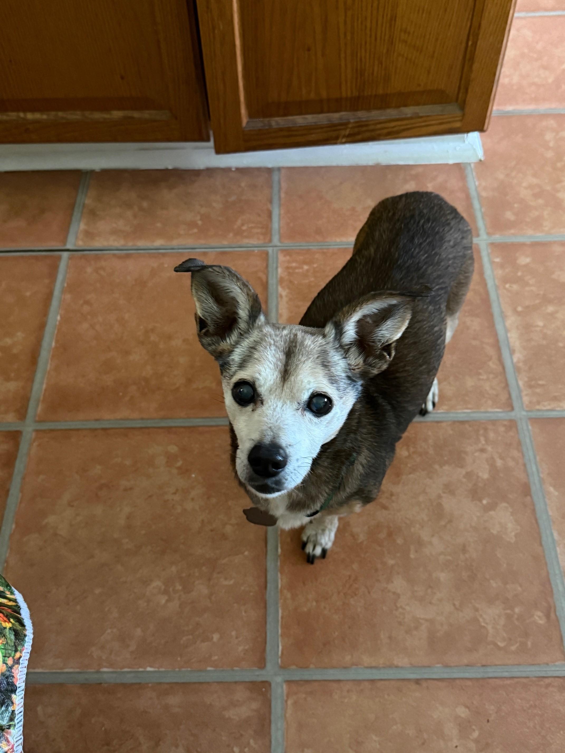 Enlarge Sonya, a ADOPTABLE Chihuahua in Oak Forest, IL image 4/5