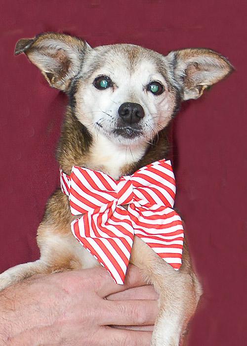 Enlarge Sonya, a ADOPTABLE Chihuahua in Oak Forest, IL image 3/5