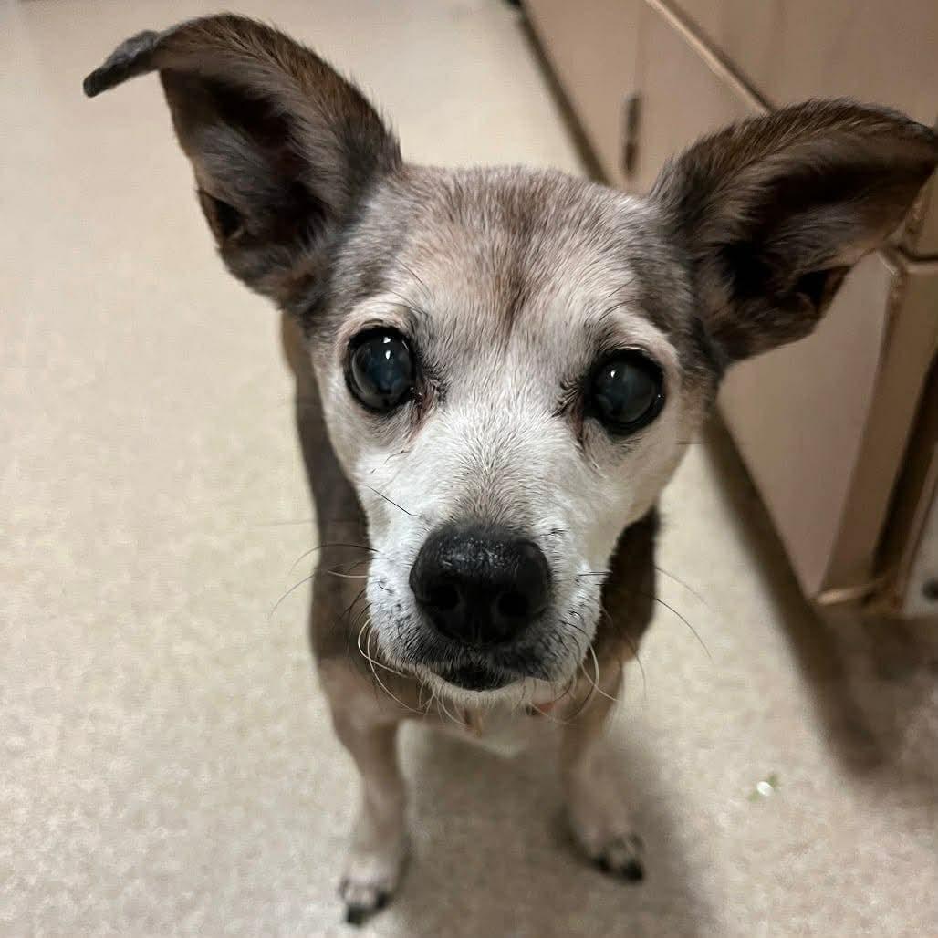 Sonya, ADOPTABLE, Senior Female Chihuahua.