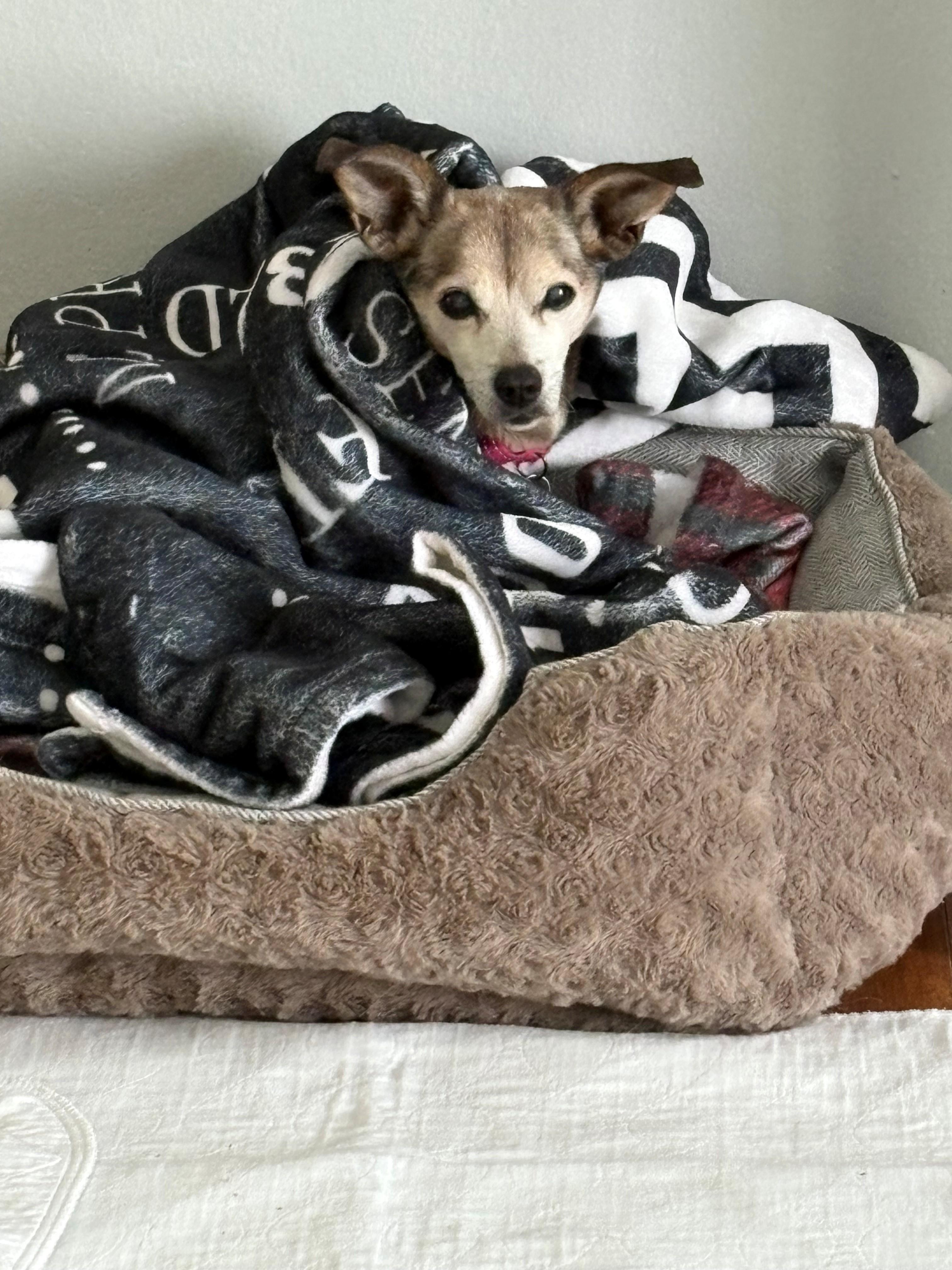 Enlarge Sonya, a ADOPTABLE Chihuahua in Oak Forest, IL image 2/5
