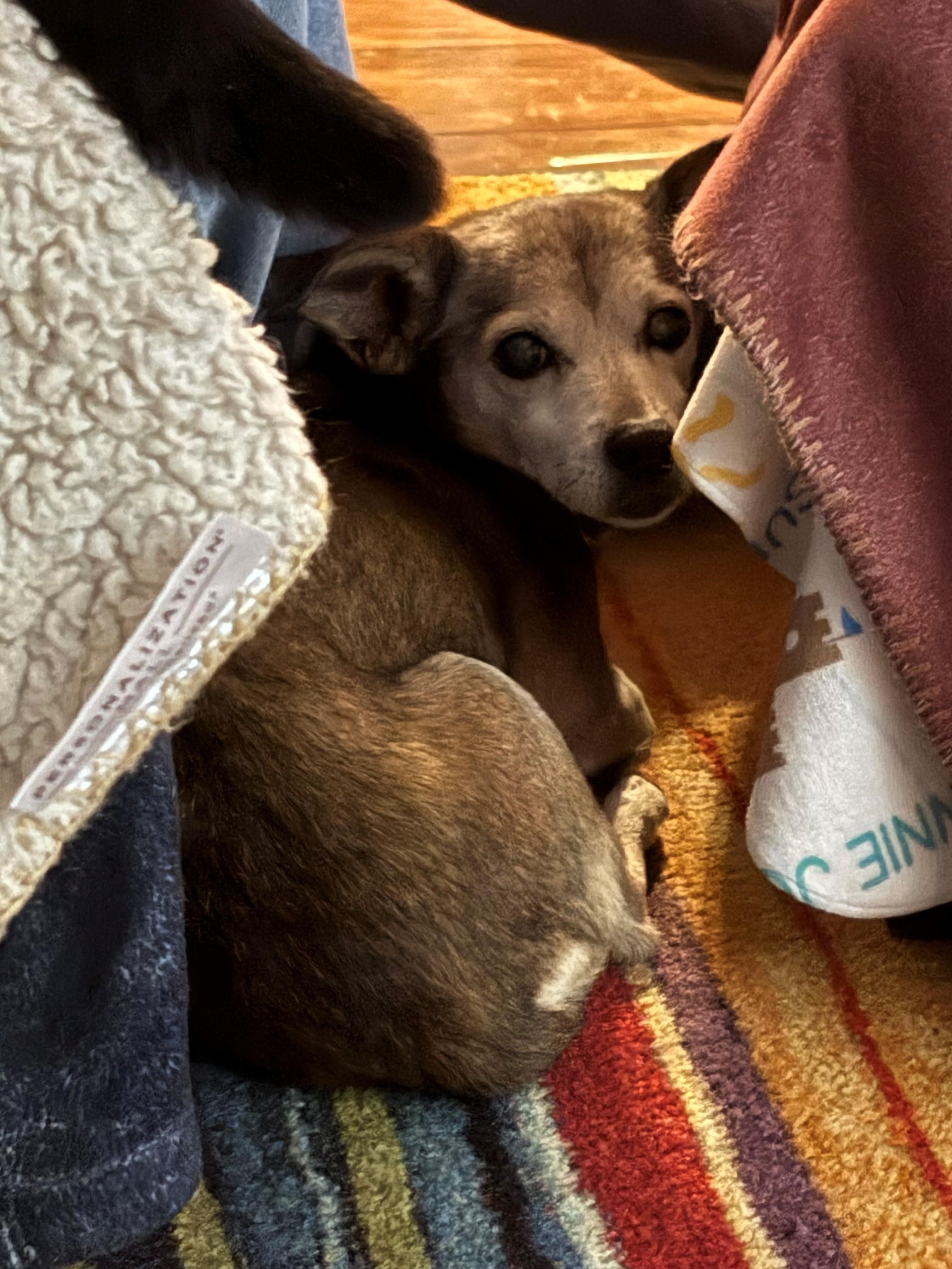 Enlarge Sonya, a ADOPTABLE Chihuahua in Oak Forest, IL image 5/5