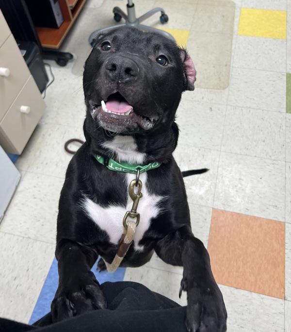 Butchy, Adoptable, Young Male Pit Bull Terrier.