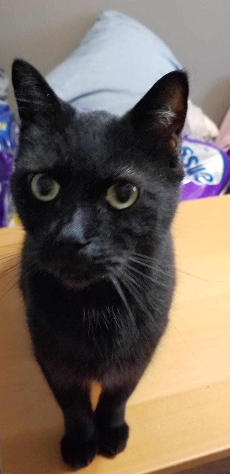 Sam the Man, ADOPTABLE, Adult Male Domestic Short Hair.