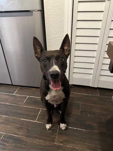 Winnie the Pooch — thumbnail 3