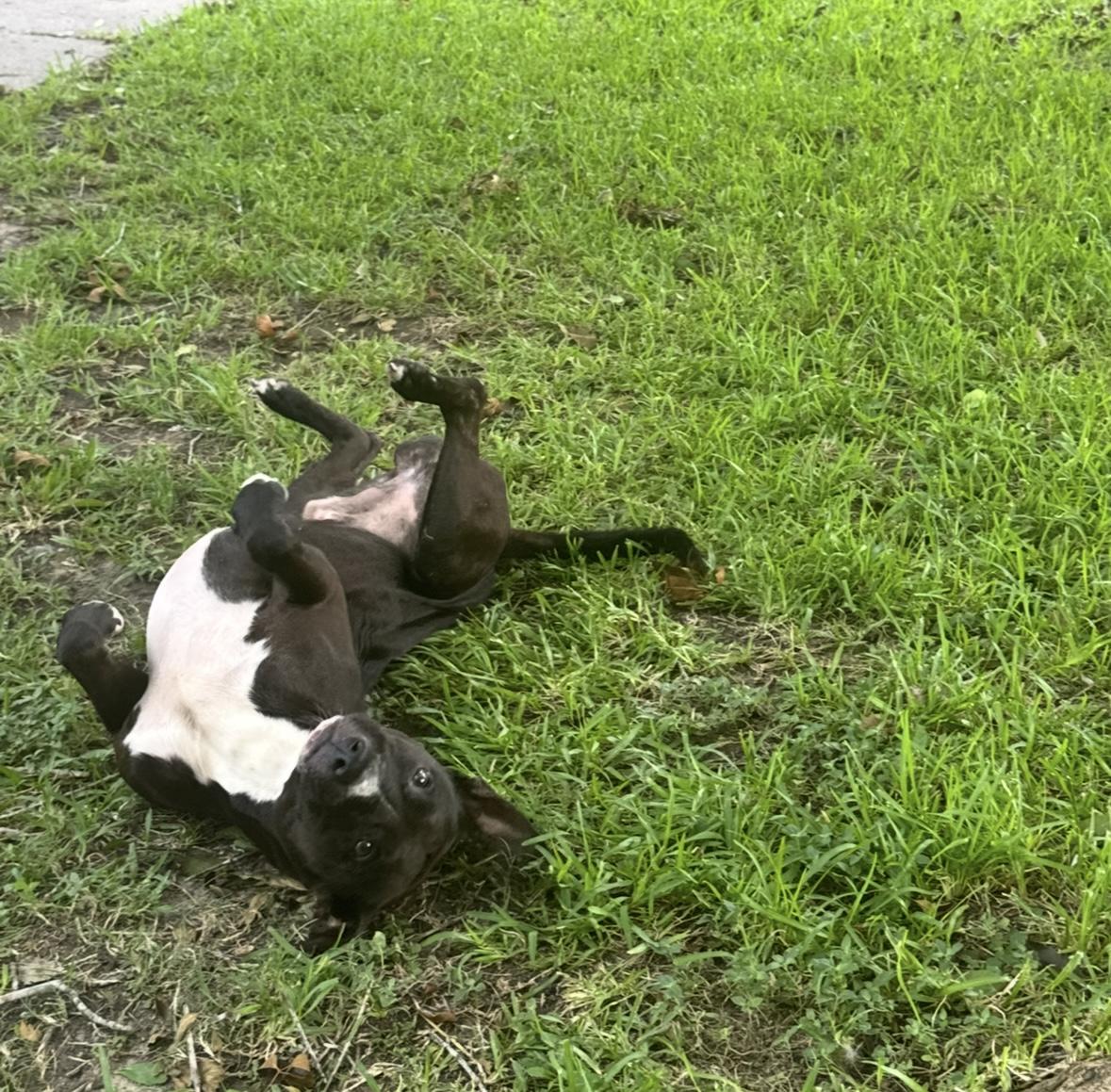 Winnie the Pooch — thumbnail 5