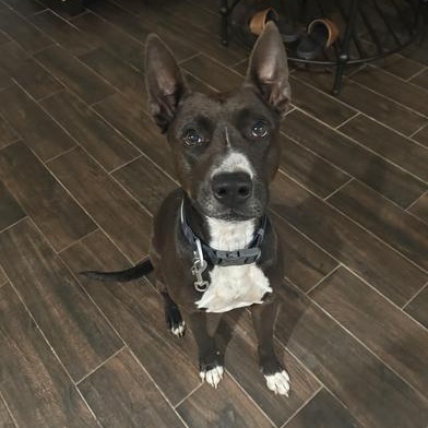 Winnie the Pooch — thumbnail 6