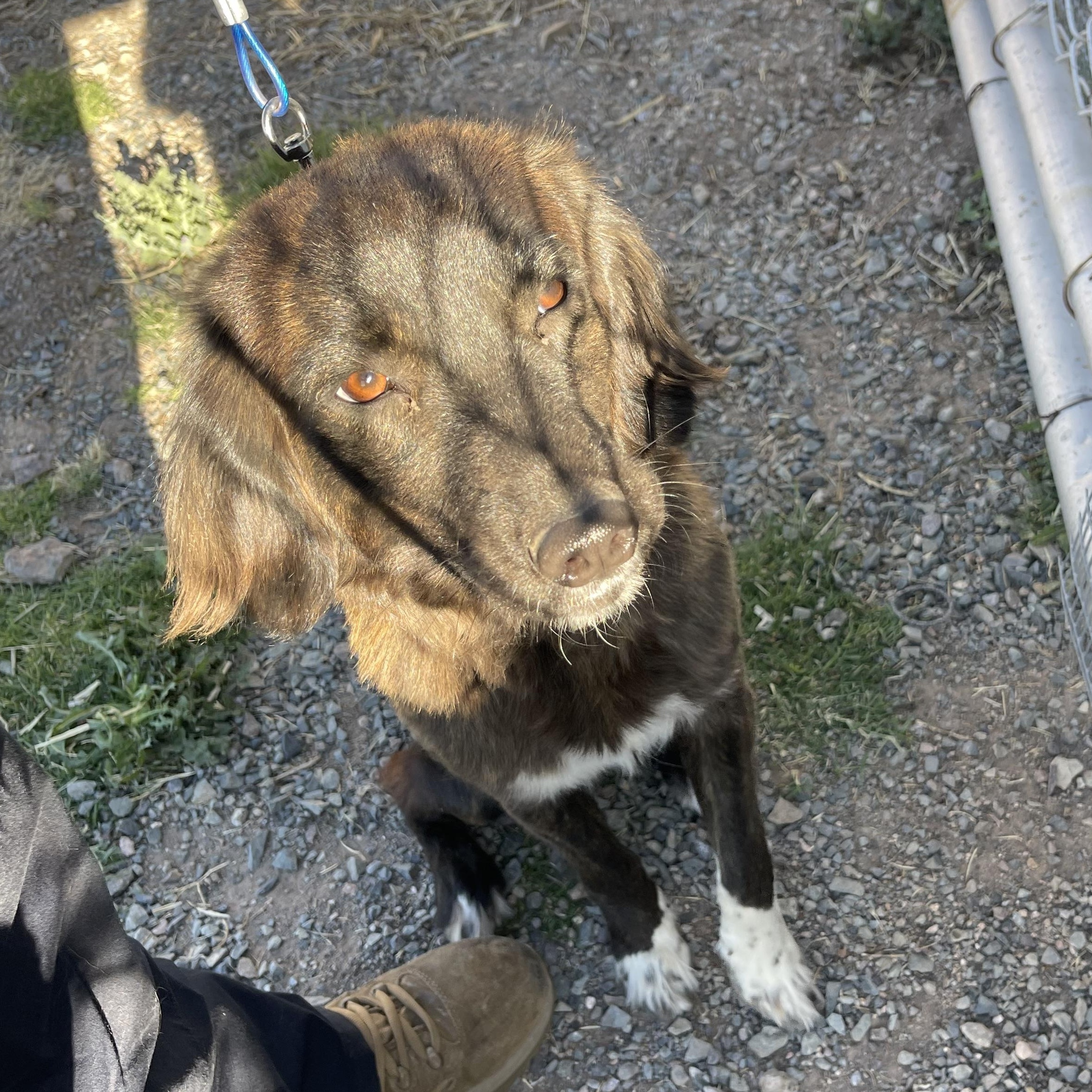 Athena , ADOPTABLE, Young Female Blue Lacy & Border Collie.