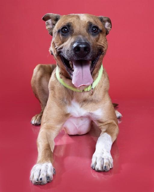 Enlarge ROCKET, a Adoptable mixed breed in Ogden, UT image 2/2