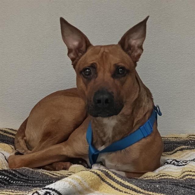 Enlarge ROCKET RACCOON, a Adoptable mixed breed in Ogden, UT image 1/1