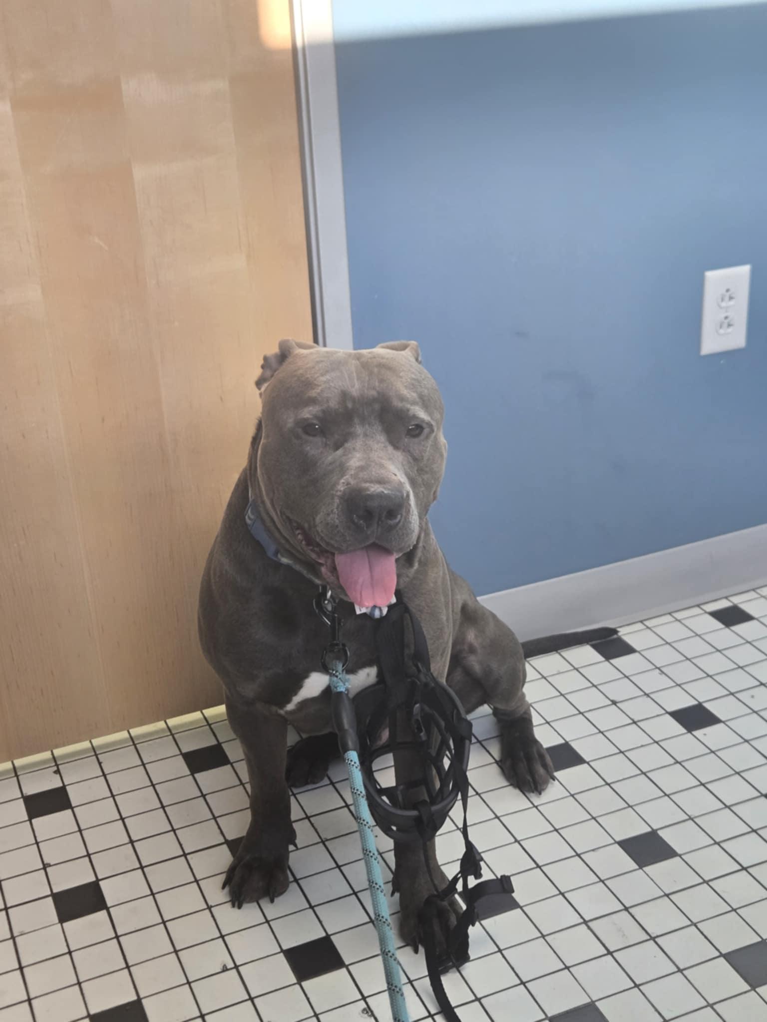 Bruno (Foster Needed)