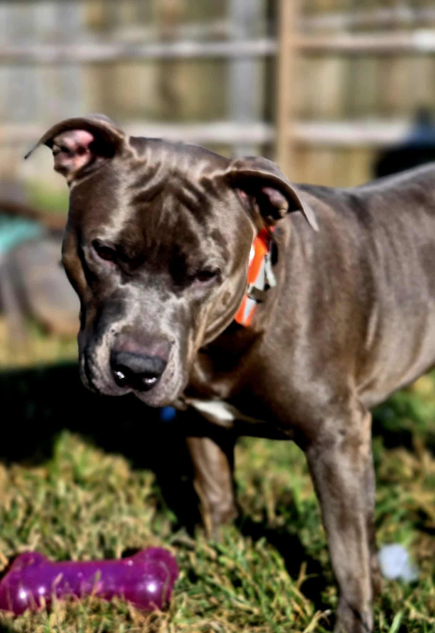 Bruno (Foster Needed)