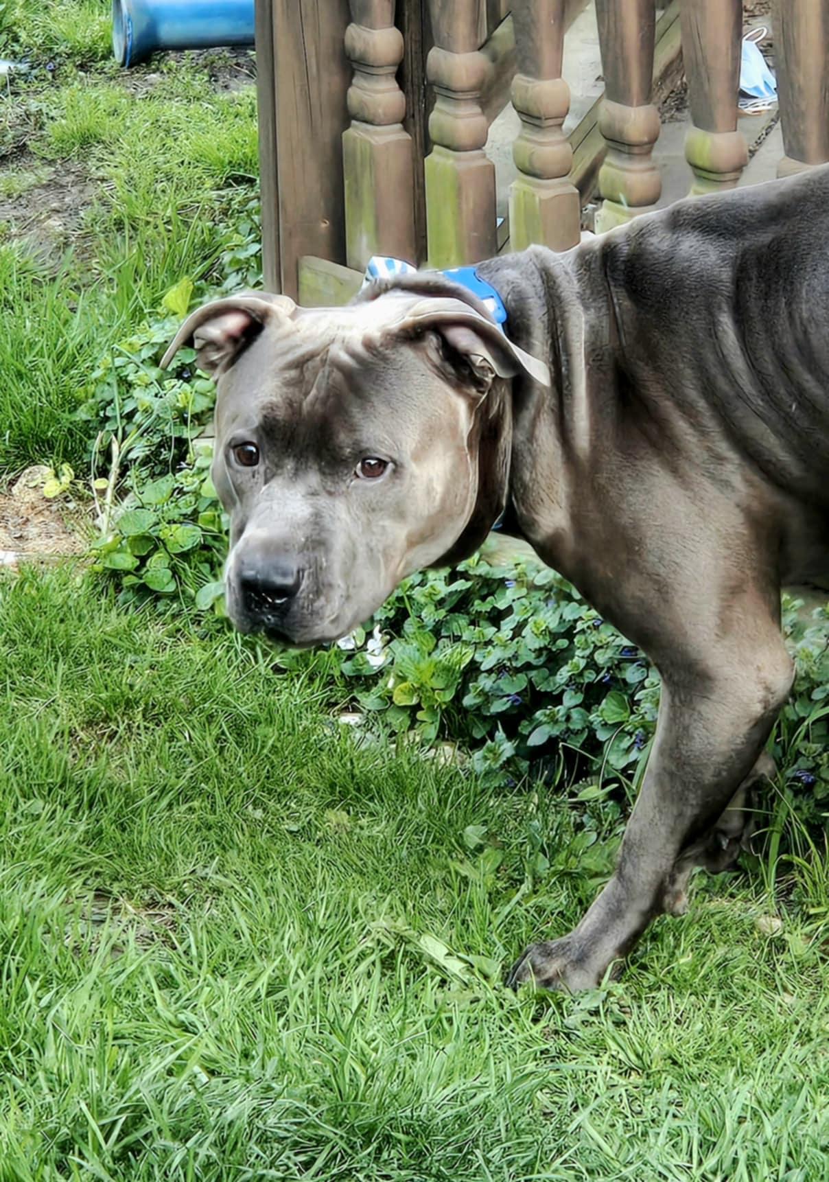 Bruno (Foster Needed)