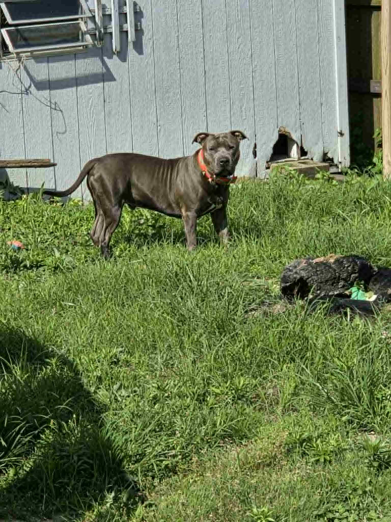 Bruno (Foster Needed)