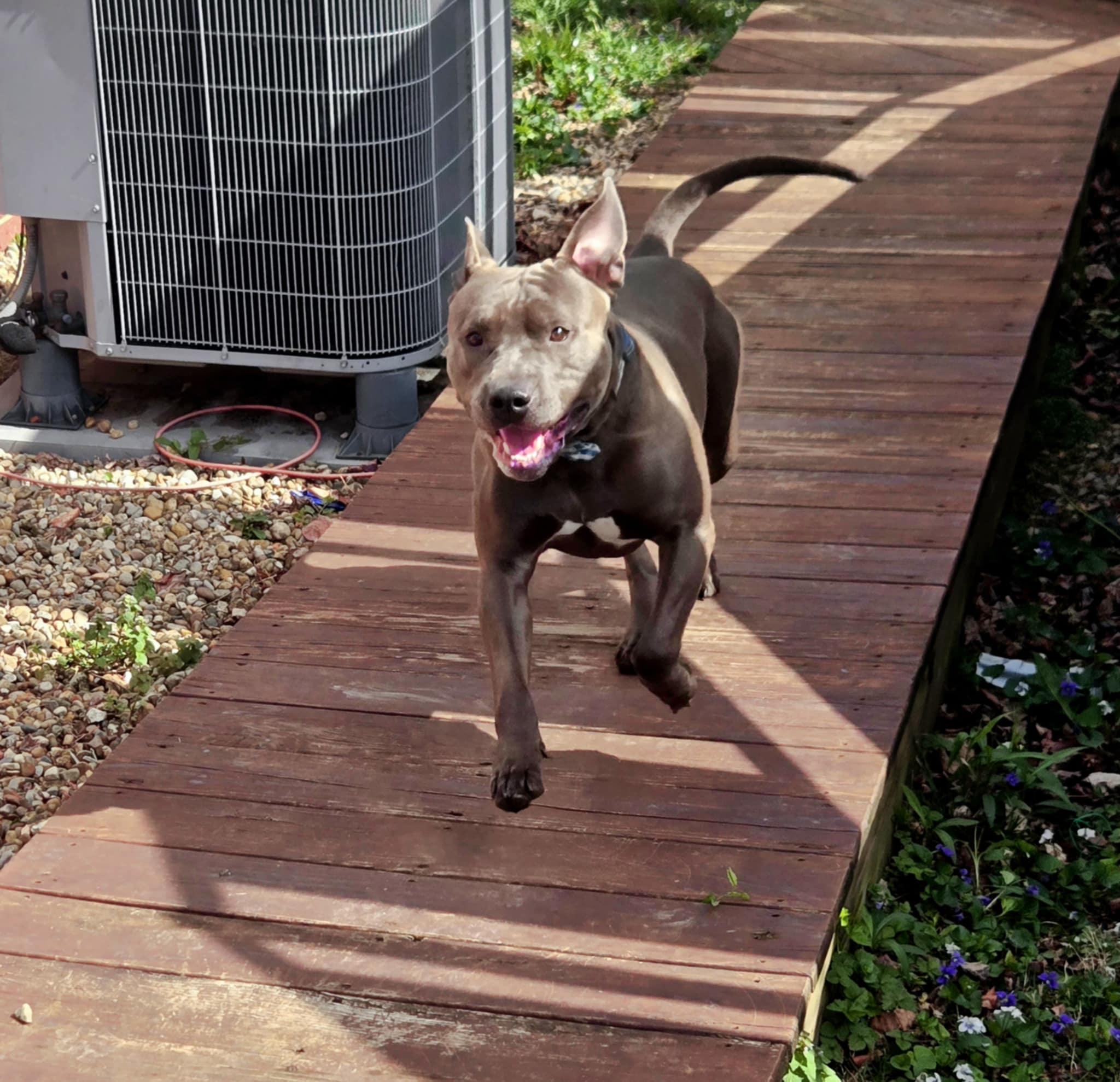 Bruno (Foster Needed)