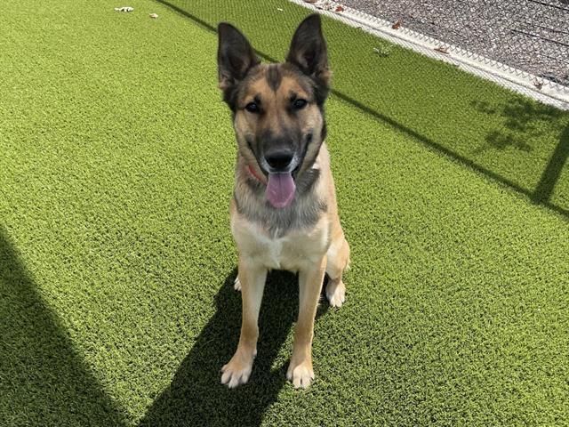 NOVA, Adoptable, Young Female German Shepherd Dog & Collie.