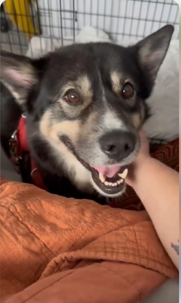 Fitzy, Adoptable, Young Male Husky & German Shepherd Dog.