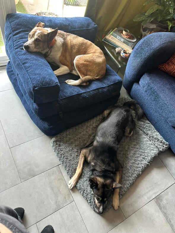 Enlarge Fitzy, a Adoptable mixed breed in Pasadena, CA image 2/6